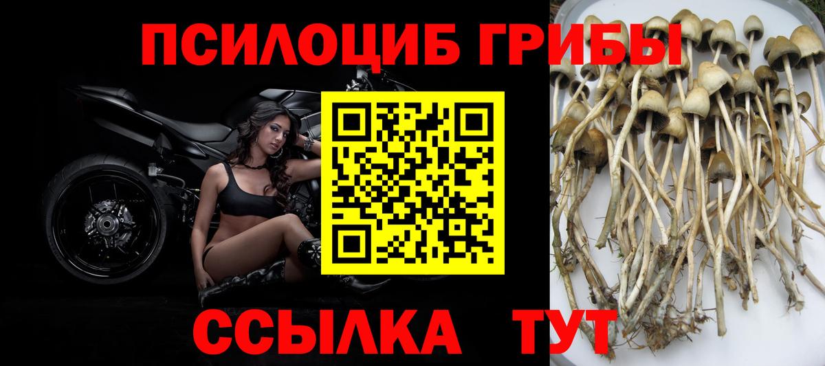 Псилоцибиновые грибы GOLDEN TEACHER  Галлюциногенные грибы Psilocybine cubensis  Ступино  как найти закладки  Вход с VPN 